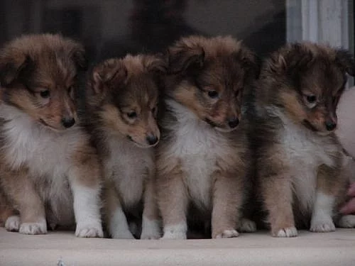 Sheltie (šeltie)