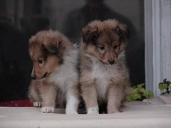 Sheltie (šeltie)
