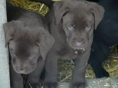 labradorský retriever