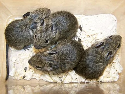 OSMÁK DEGU