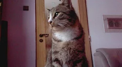 Daruji kočičku domácí