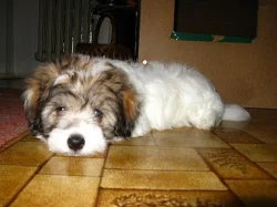 Štěně Coton de Tulear