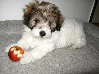 Štěně Coton de Tulear