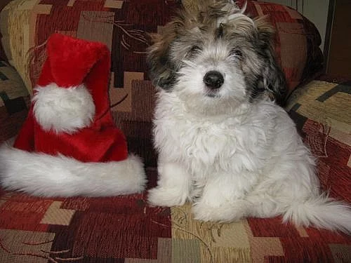 Štěně Coton de Tulear