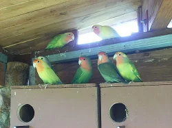 agapornis ružohrdly
