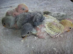 agapornis ružohrdly