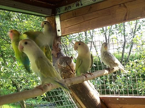agapornis ružohrdly