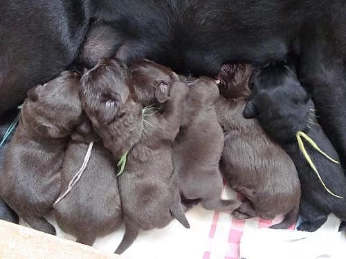 Prodám štěňata labrador retrievra