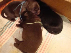 Prodám štěňata labrador retrievra