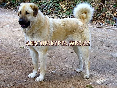 Anatolský pastevecký pes  