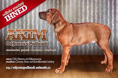 Štěně Rhodéského Ridgebacka s PP