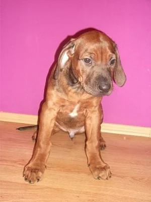 Štěně Rhodéského Ridgebacka s PP