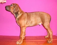Štěně Rhodéského Ridgebacka s PP