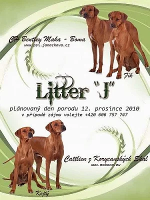Rhodesian Ridgeback – štěňata s PP