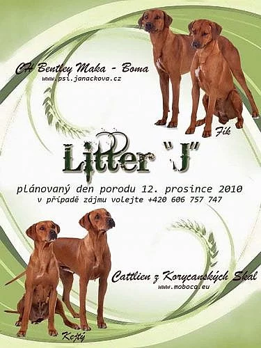 Rhodesian Ridgeback – štěňata s PP