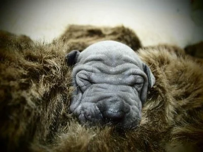 thajský ridgeback