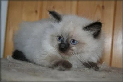 koťátka Ragdoll