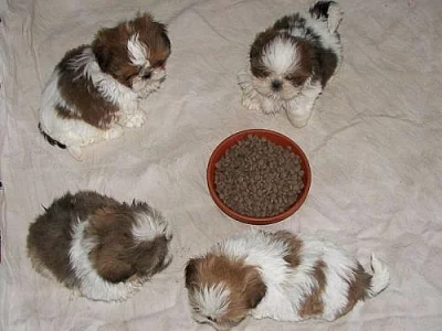 Shih tzu bez pp - Praha