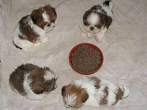 Shih tzu bez pp - Praha