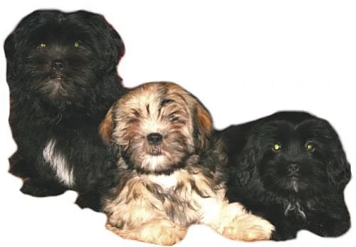 Ště'nátka LHASA APSO