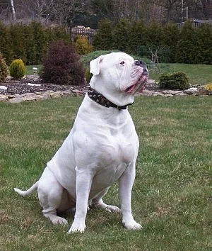 Krytí - Americký bulldog