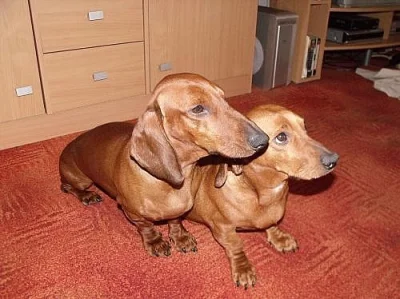 Jezevčík hladkosrstý standard
