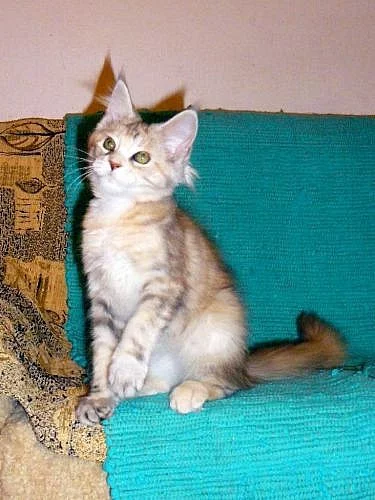 Prodám mainská mývalí koťata se stříbrem,