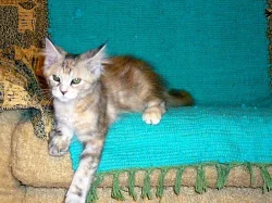 Prodám mainská mývalí koťata se stříbrem,