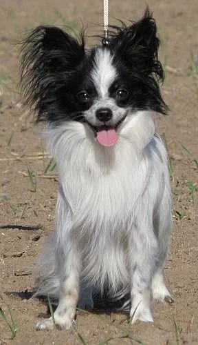 Papillon - chovatelská stanice Anée