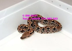 Acrantophis dumerili