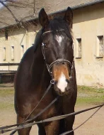 Nadějný valach do sportu