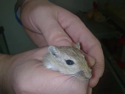 pískomil mongolský