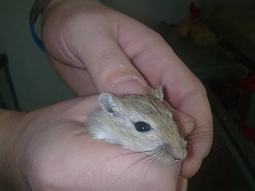 pískomil mongolský
