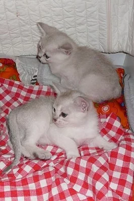 burmilky