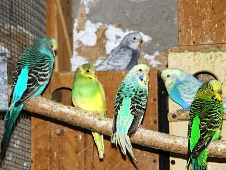 Agapornis škraboškový a fišerův
