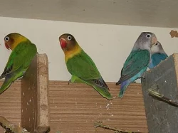 Agapornis škraboškový a fišerův