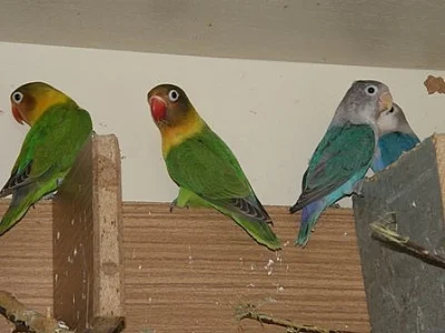 Agapornis škraboškový a fišerův