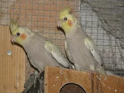 Agapornis škraboškový a fišerův