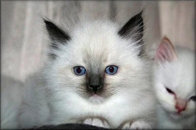 koťátka Ragdoll
