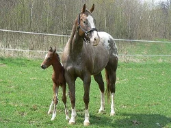 Kvalitní hřebec Appaloosa