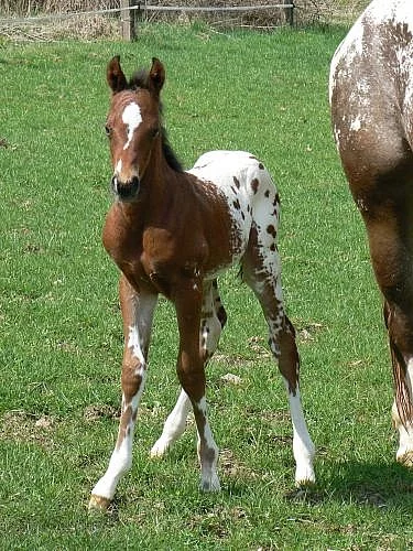Kvalitní hřebec Appaloosa