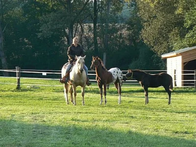 Kvalitní hřebec Appaloosa