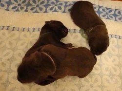 Prodám štěňata labrador retrievra