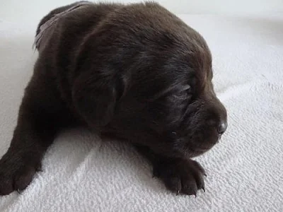 Prodám štěňata labrador retrievra