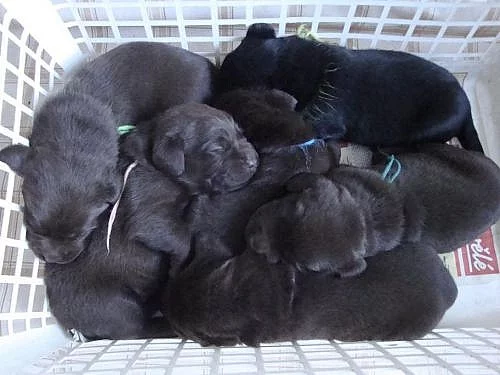 Prodám štěňata labrador retrievra