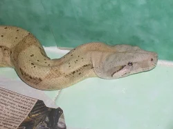Omezení chovu -