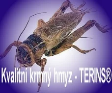 Kvalitní krmný hmyz TERINS -