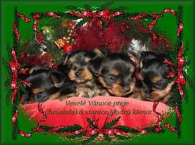 Yorkshire terrier - pejsci i fenečky