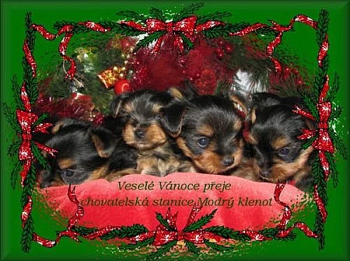 Yorkshire terrier - pejsci i fenečky