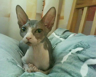 Kanadský Sphynx